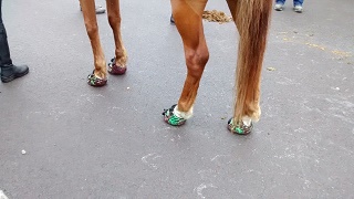 Horse Footwear