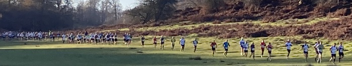 pic of runners along the gallops