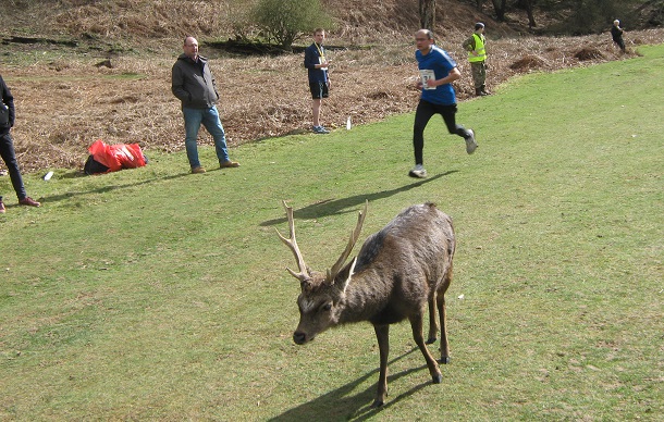 Deer